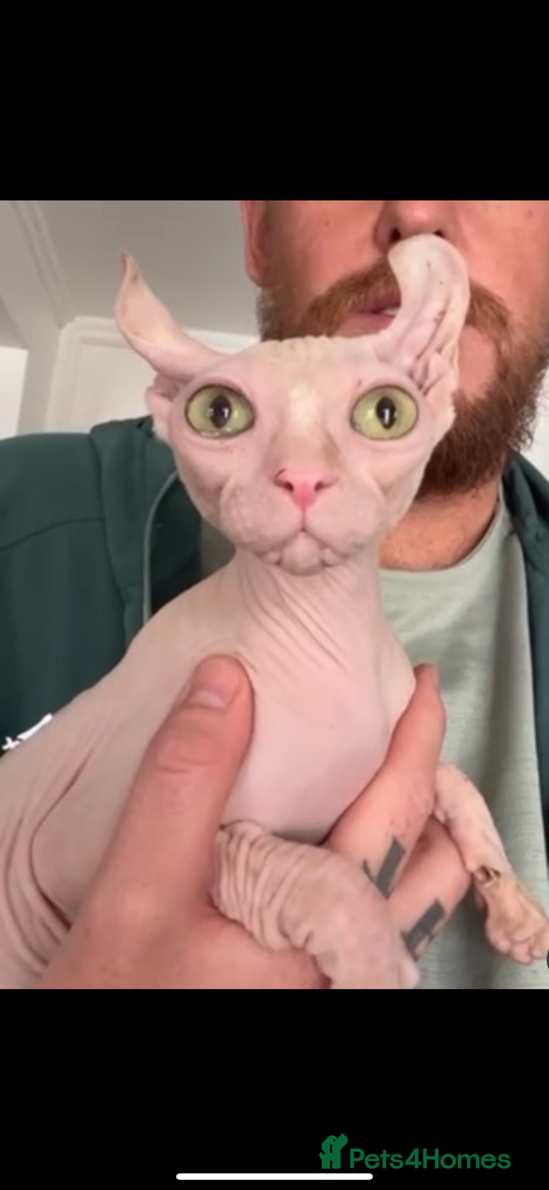 Sphynx cats for sale: Elf Sphynx Female Athena, TICA Registered - Advert 1