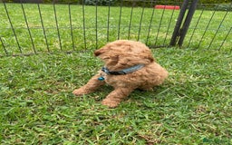 Miniature Poodle dogs for sale: 💌 To Loving Homes Only: - Image 14