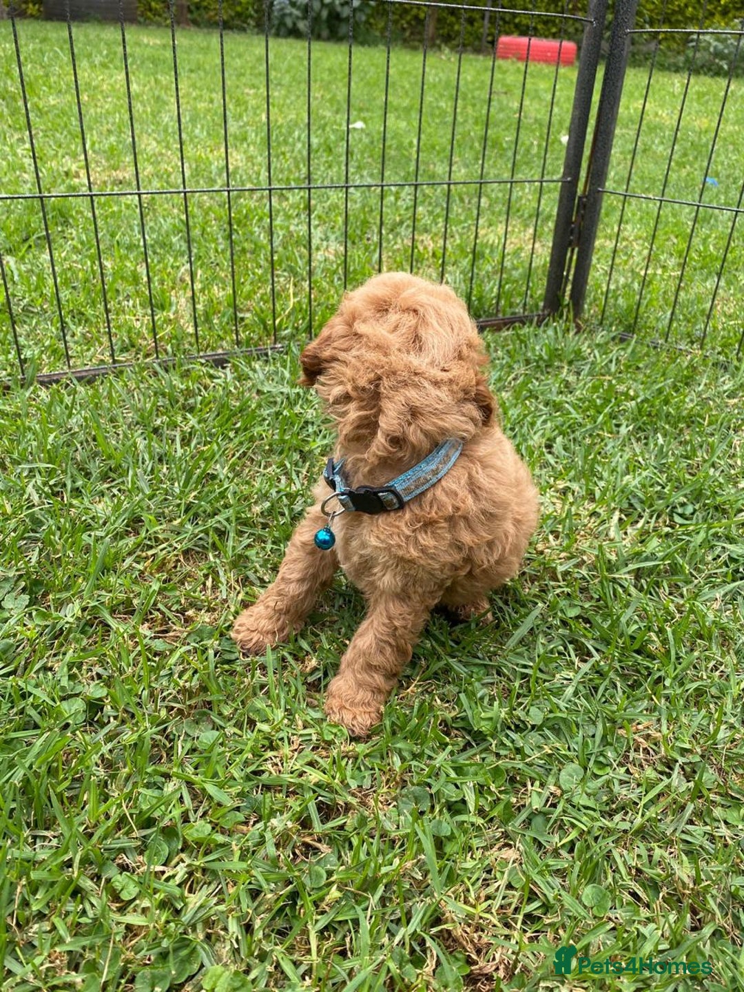 Miniature Poodle dogs for sale: 💌 To Loving Homes Only: - Image 14