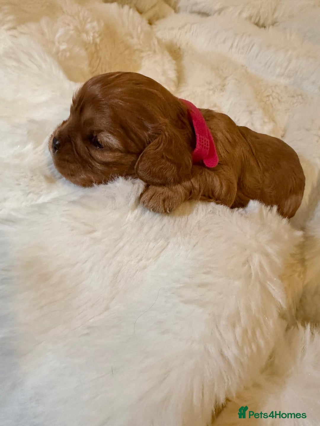 Cavalier King Charles Spaniel dogs for sale: 5 beautiful Cavalier King Charles puppies - Advert 8