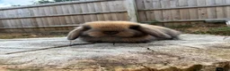 Mini Lop rabbits for sale: Mini lop sisters  - Advert 3