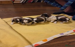 Shih Tzu dogs for sale: 5 stunning kc registered shih tzu pups - Image 8