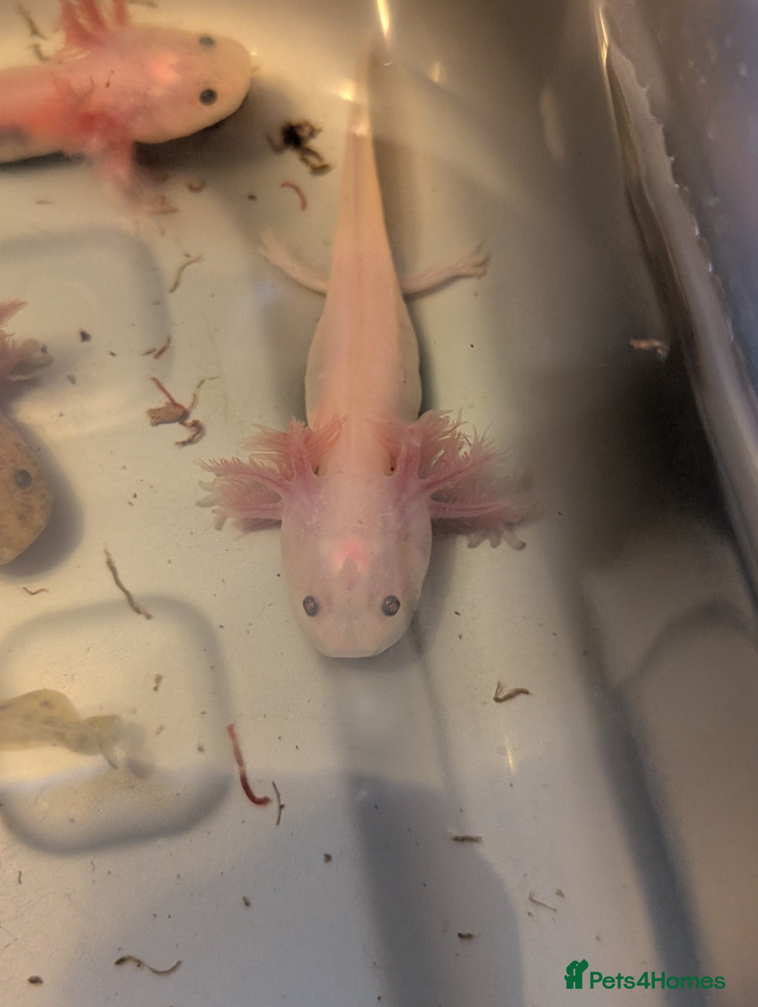 Axolotl reptiles Baby axolotl  - Advert 8