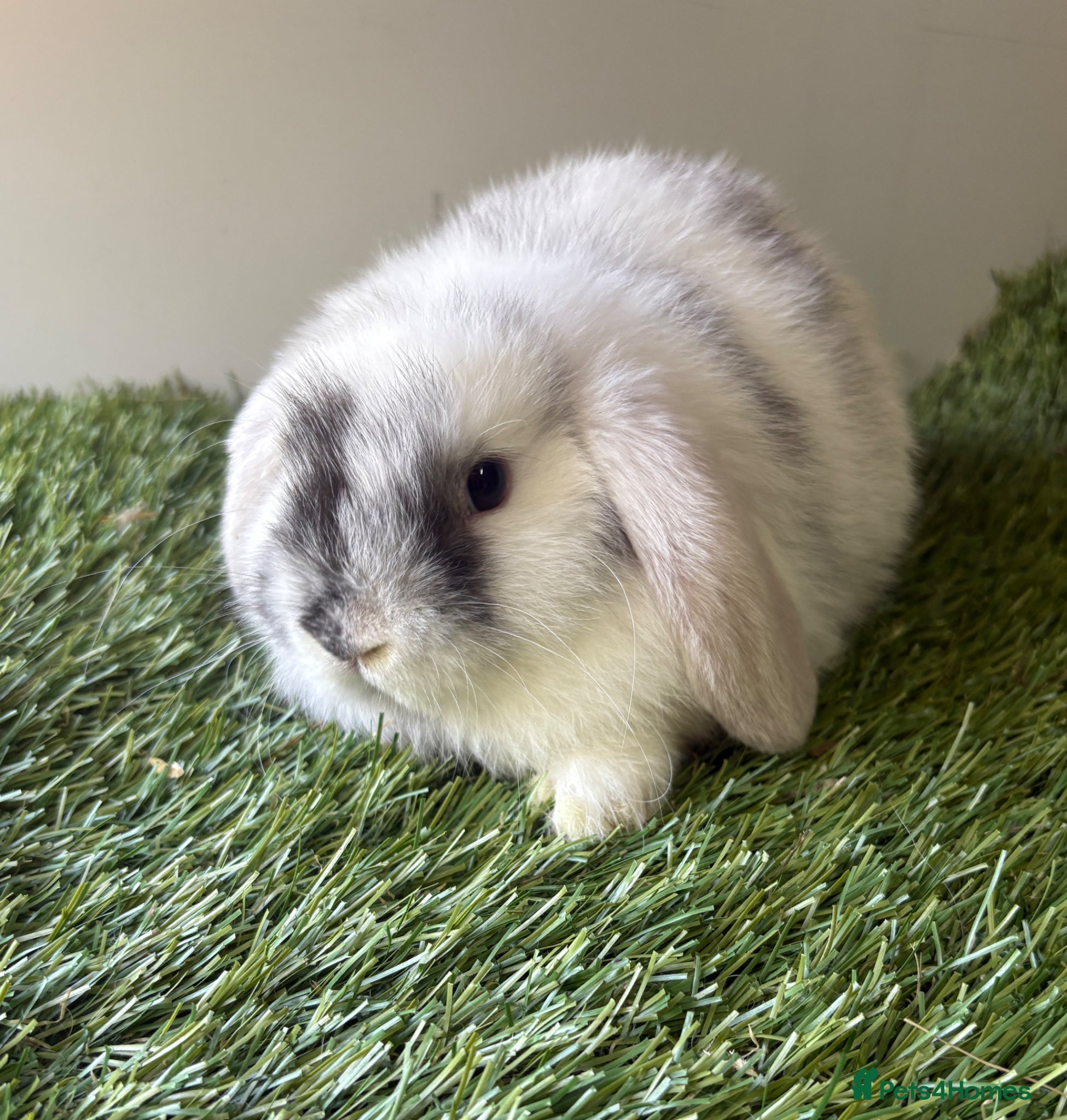 Mini Lop rabbits for sale: Mini lop baby rabbits  - Advert 3