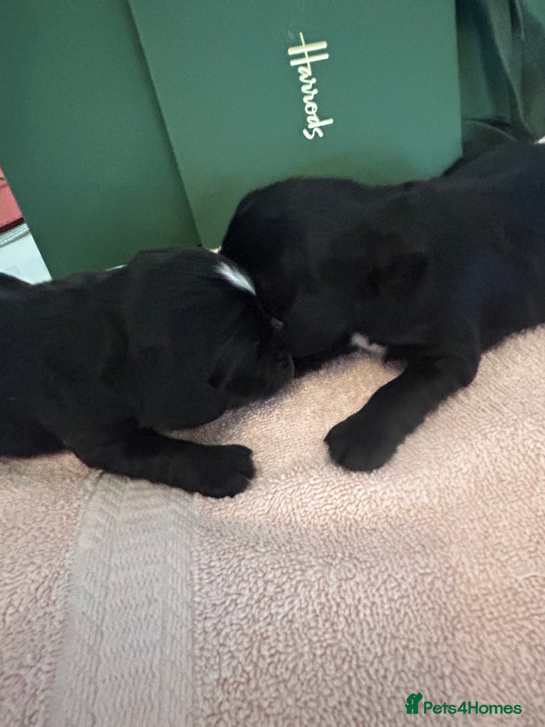 Cocker Spaniel dogs for sale: K C registered Cocker spaniel puppies  - Advert 16