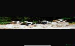 Shih Tzu dogs for sale: Lovely Shih Tzu looking for a new home - Image 5