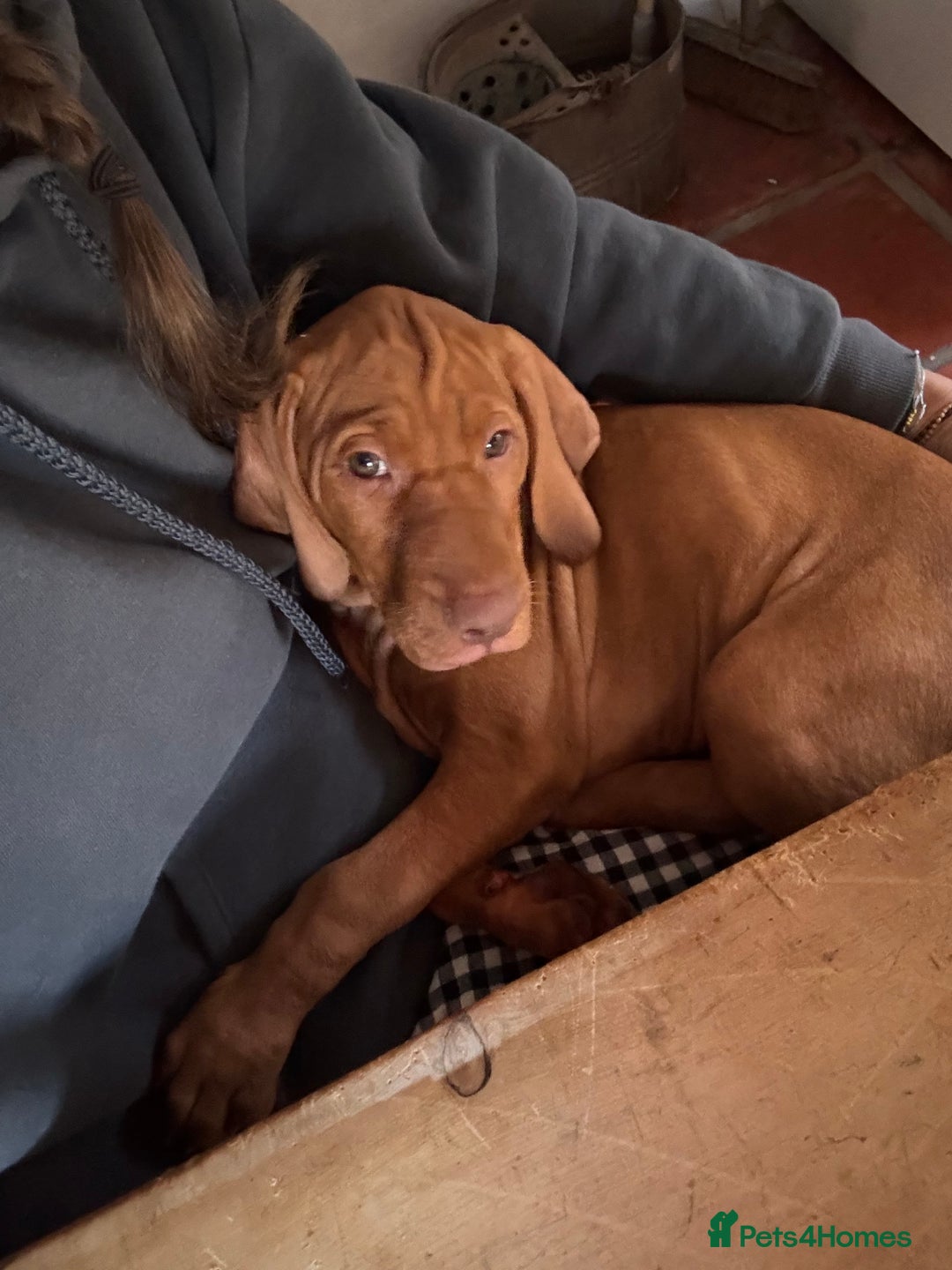 Hungarian Vizsla dogs for sale: Hungarian Vizsla  - Advert 6