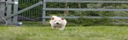 Japanese Shiba Inu dogs for sale: READY NOW Exclusive Japanese Shibas Puppies  🇯🇵 - Advert 7