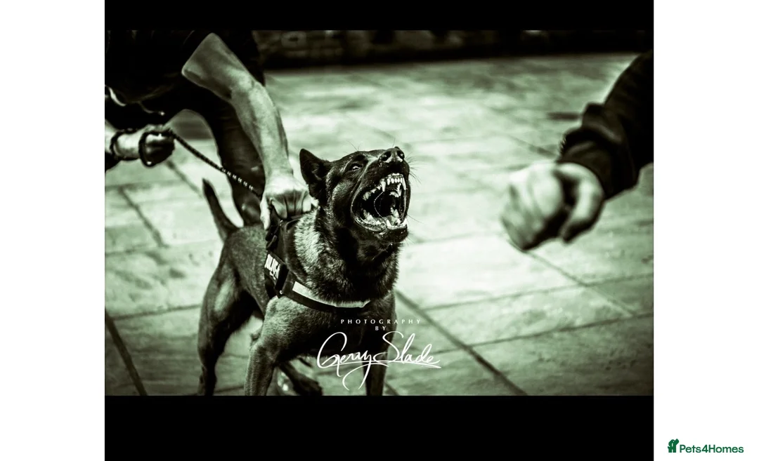 Belgian Shepherd Dog dogs for stud: Zeus Proven Stud Dog - Advert 2