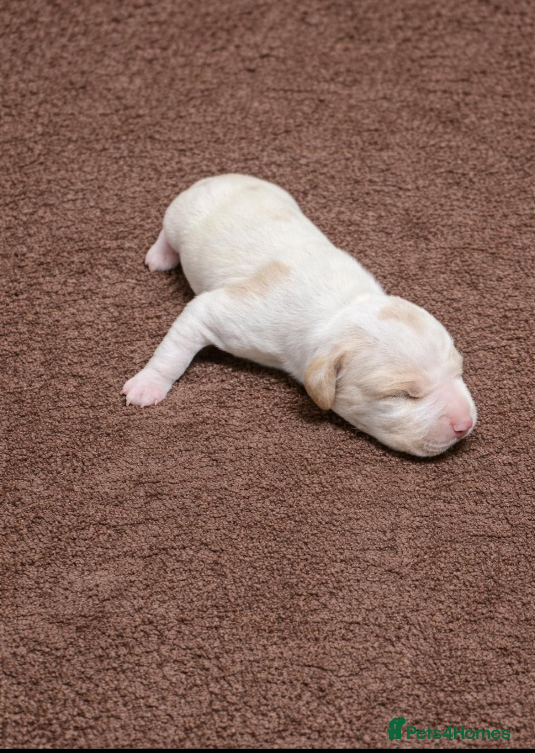 Pointer dogs for sale: English pointers - Advert 12