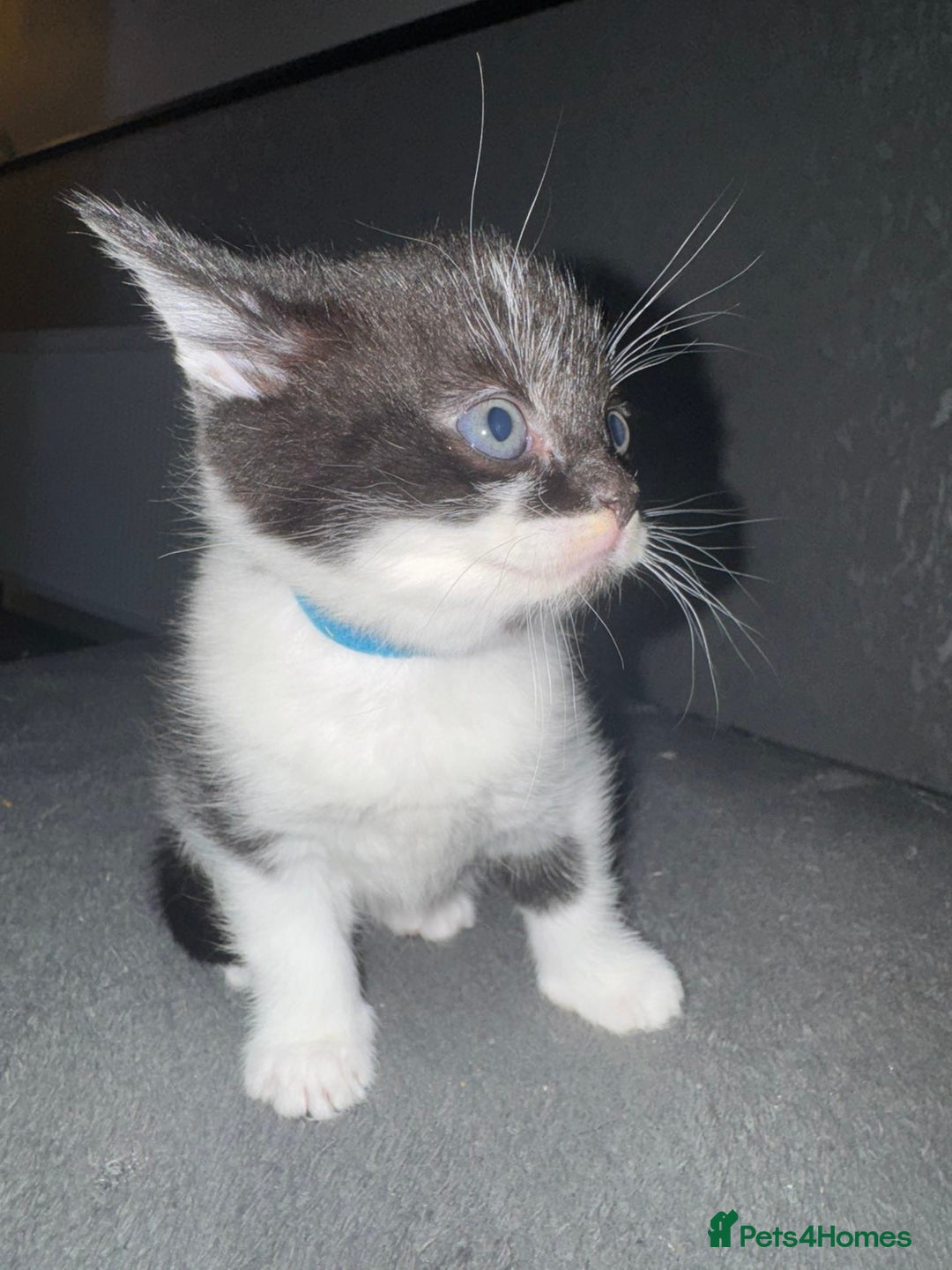 Mixed Breed cats for sale: Tabby kittens  - Image 1