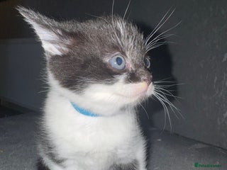 Mixed Breed cats - Advert 17