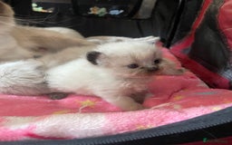 Ragdoll cats for sale: ✨Ragdoll Kittens Available – European Lines ✨ - Image 6