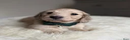 Miniature Dachshund dogs for sale: Miniature long haired cream boys  - Advert 8