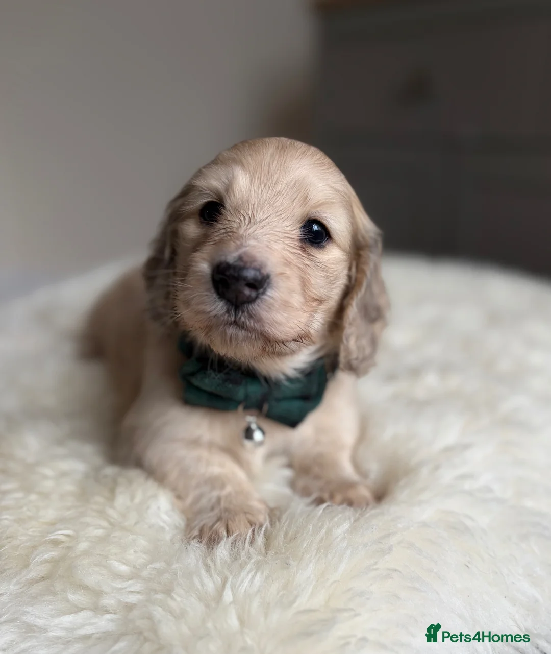 Miniature Dachshund dogs for sale: Miniature long haired cream boys  - Advert 9