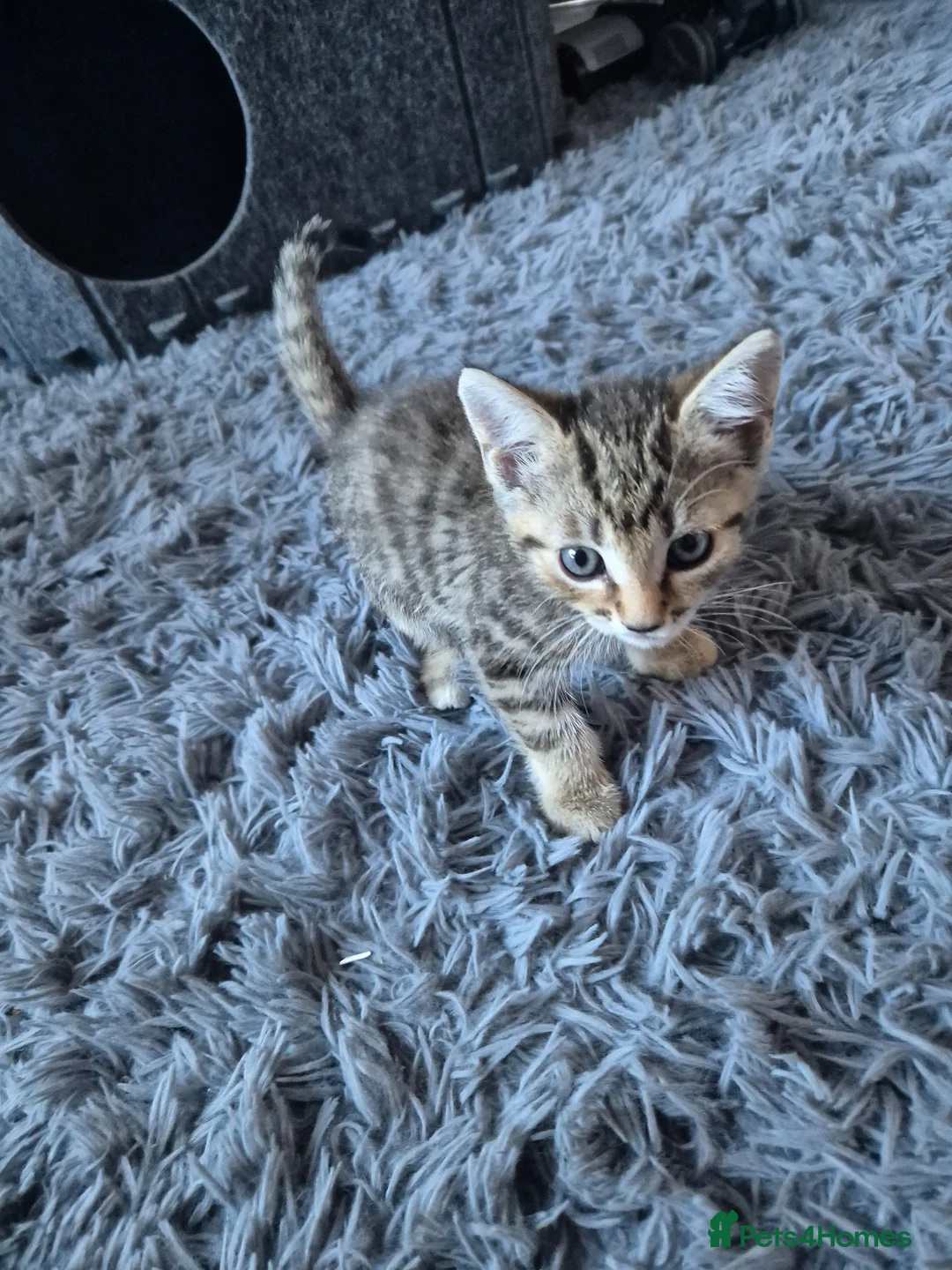 Mixed Breed cats for sale: Kittens - Advert 5