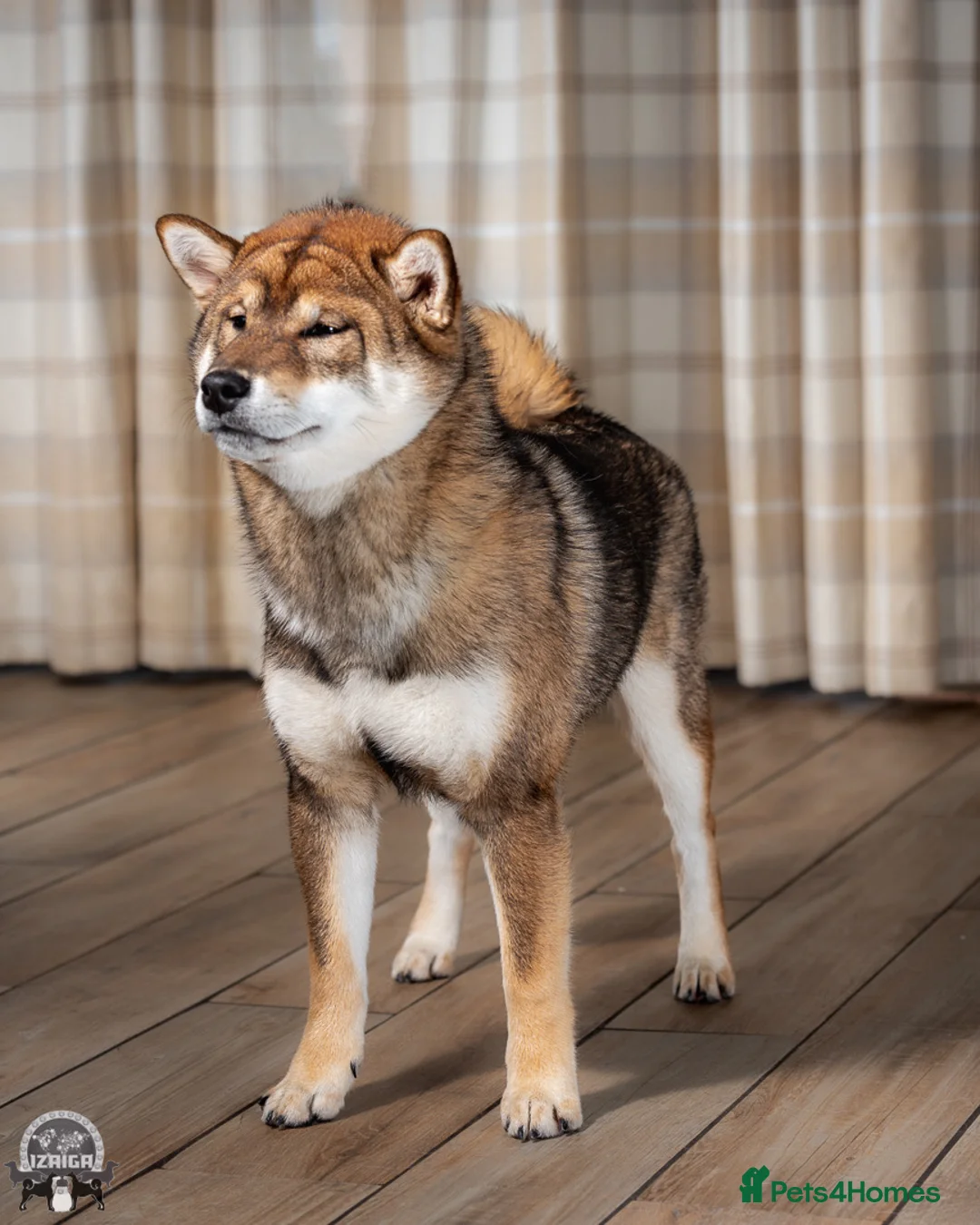 Gallery Image {{count}}