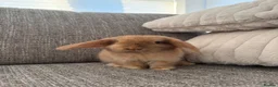 Mini Lop rabbits for sale: Mini lop Bunnies  - Advert 15
