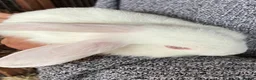 Mixed Breed rabbits for sale: Beautiful Mixed Breed Baby Rabbits  - Advert 6