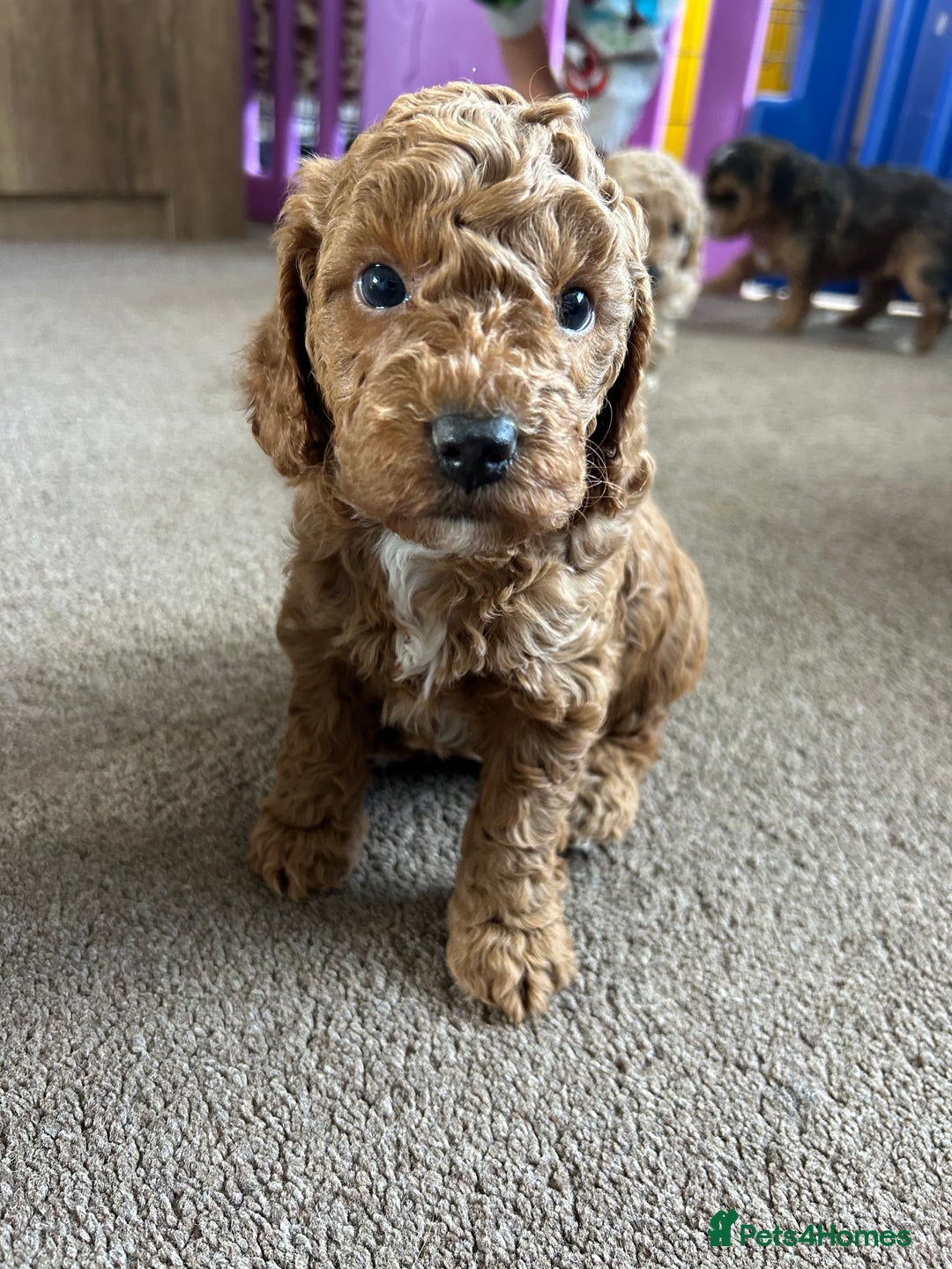 Cockapoo dogs for sale: 4 f2 cockapoos 2 males 1 female  - Image 9