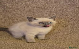 Mixed Breed cats for sale: Blue point and blue lynx ragdoll kittens - Image 3