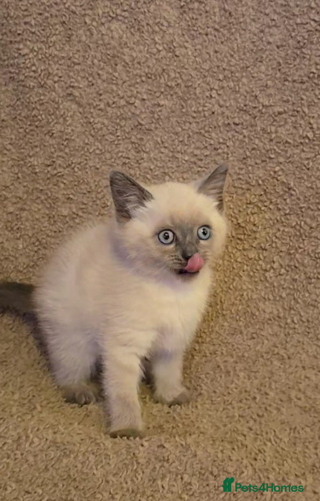 Mixed Breed cats for sale: Blue point and blue lynx ragdoll kittens - Image 3