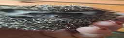 Pygmy Hedgehog rodents for sale: African Pygmy Hedgehogs ready next weekend in Market Harborough - Advert 1