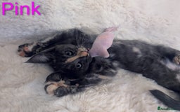 Maine Coon cats for sale: ✨ Stunning Maine Coon Kittens Ready Now ✨ - Image 11