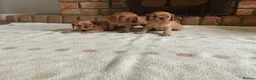 Cavalier King Charles Spaniel dogs for sale: Ruby Cavalier King Charles Spaniel Puppy’s  - Advert 3