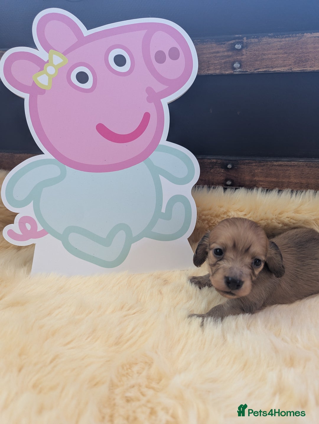 Dachshund dogs for sale: Long haired miniature Dachshunds  - Image 13