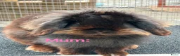 Mini Lion Lop rabbits for sale: Mini Lion Lop baby bunnies For Sale - Advert 18