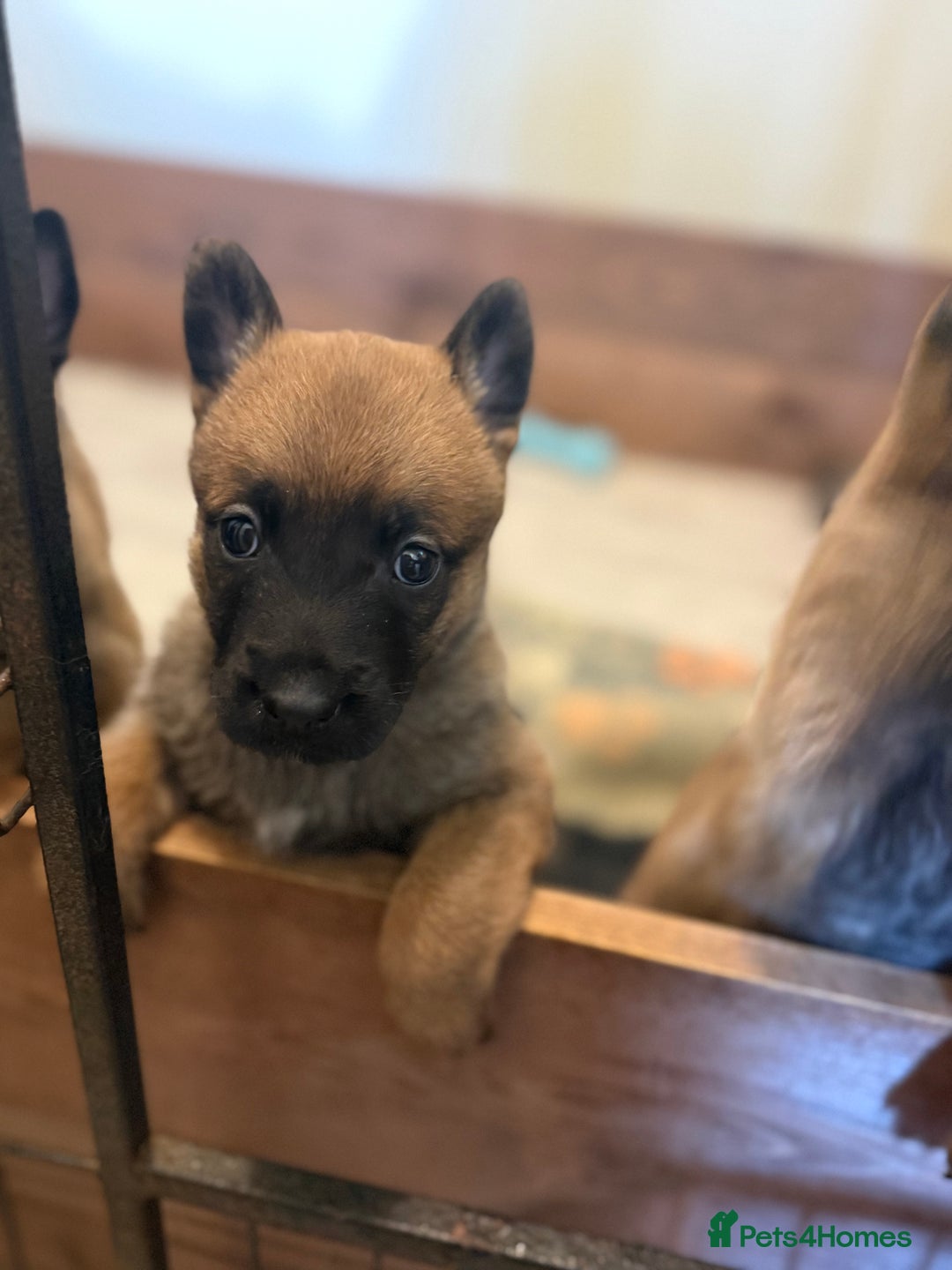Belgian Shepherd Dog dogs for sale: Top working line puppies  - Image 24