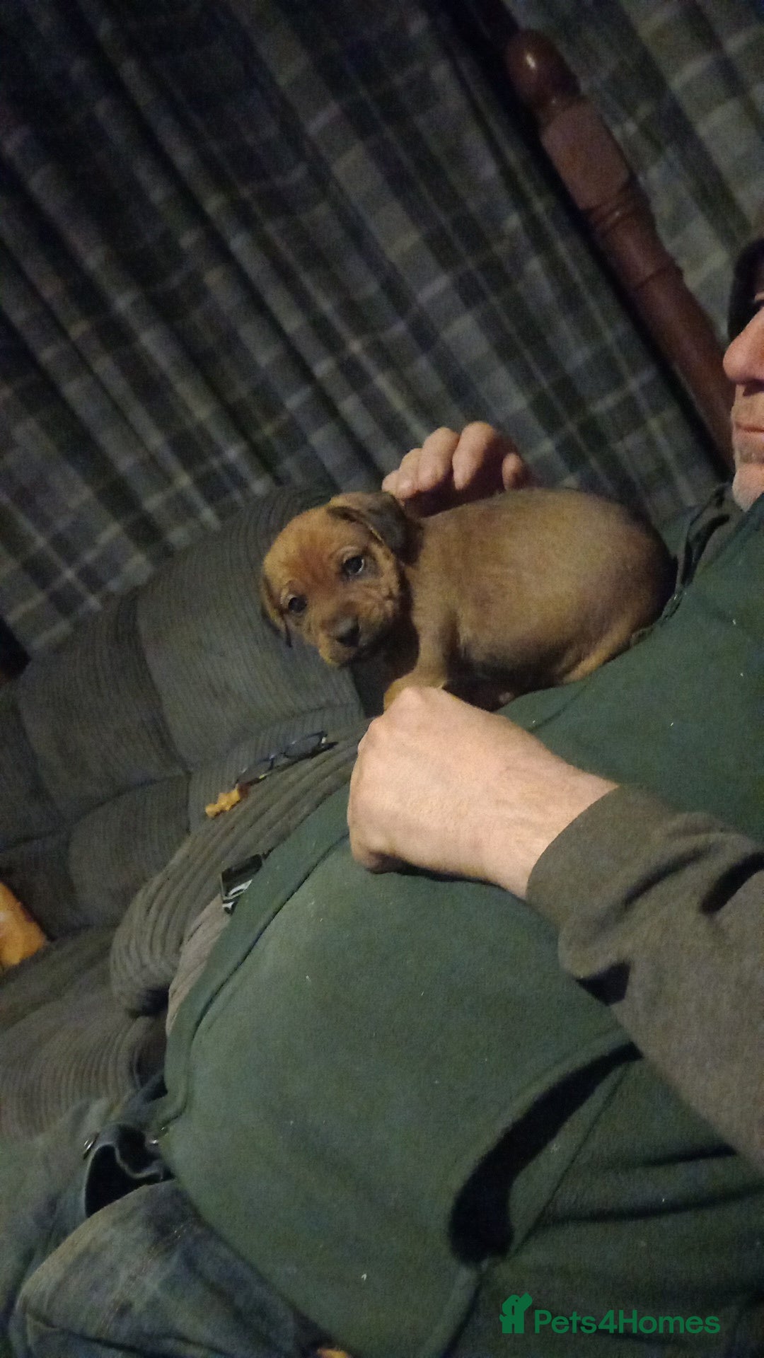 Mixed Breed dogs for sale: Bold Brave pups - Advert 4