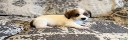 Jack Russell dogs for sale: Jack Russel puppies in Manchester - Advert 18
