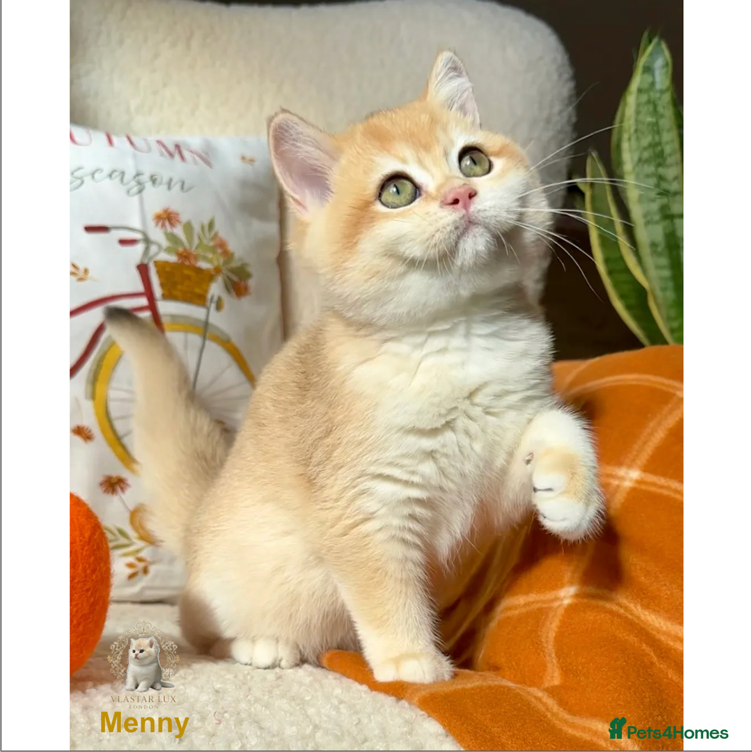 British Shorthair cats for sale: World Class Golden BSH/BLH Chinchilla, Shaded & CP - Image 38