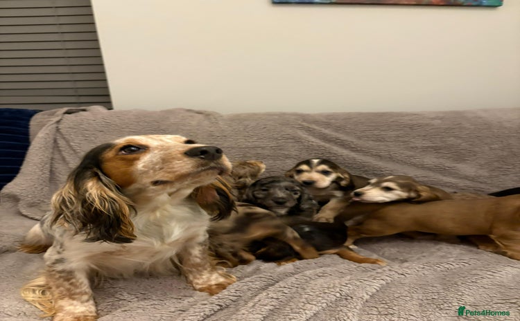 Cocker Spaniel dogs Show type KC and DNA health tested parents  - Advert 1