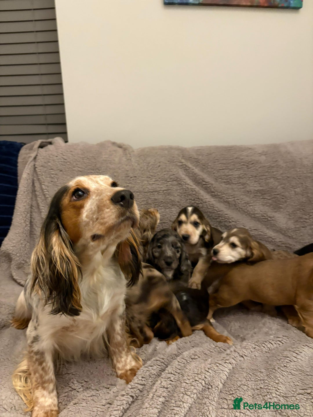 Cocker Spaniel dogs for sale: Show type KC and DNA health tested parents  - Advert 1