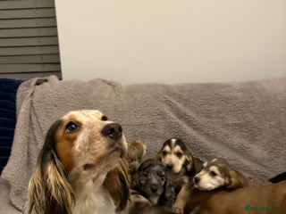 Cocker Spaniel dogs Show type KC and DNA health tested parents - Advert 1