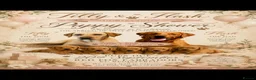 Labrador Retriever dogs for sale: Red/Golden Labrador puppies in Irvine - Advert 18
