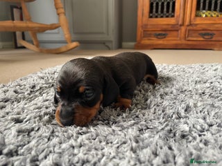 Miniature Dachshund dogs Kc Reg smooth hair miniature dachshund - Advert 6