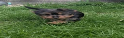 Yorkshire Terrier dogs for sale: Yorkie female pup  - Advert 1