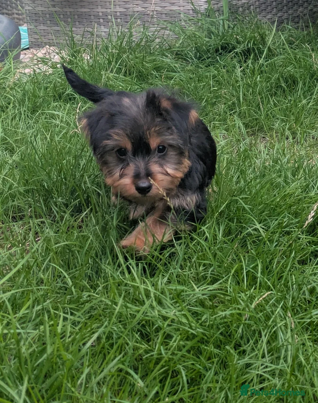 Yorkshire Terrier dogs for sale: Yorkie female pup  - Advert 1