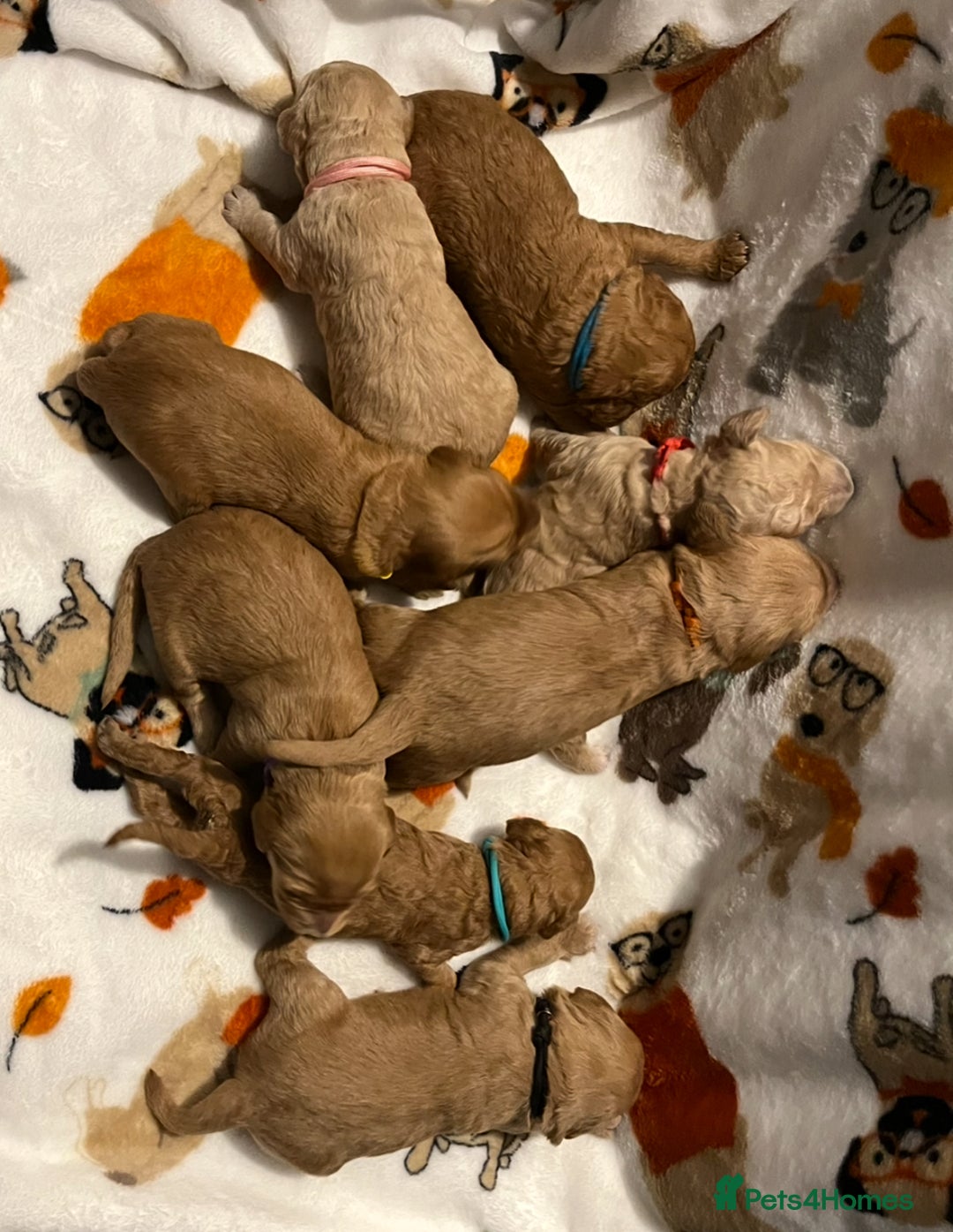 Mixed Breed dogs for sale: Mini Golden Doodle’s - Image 6