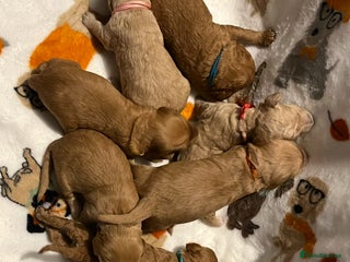 Mixed Breed dogs - Advert 3