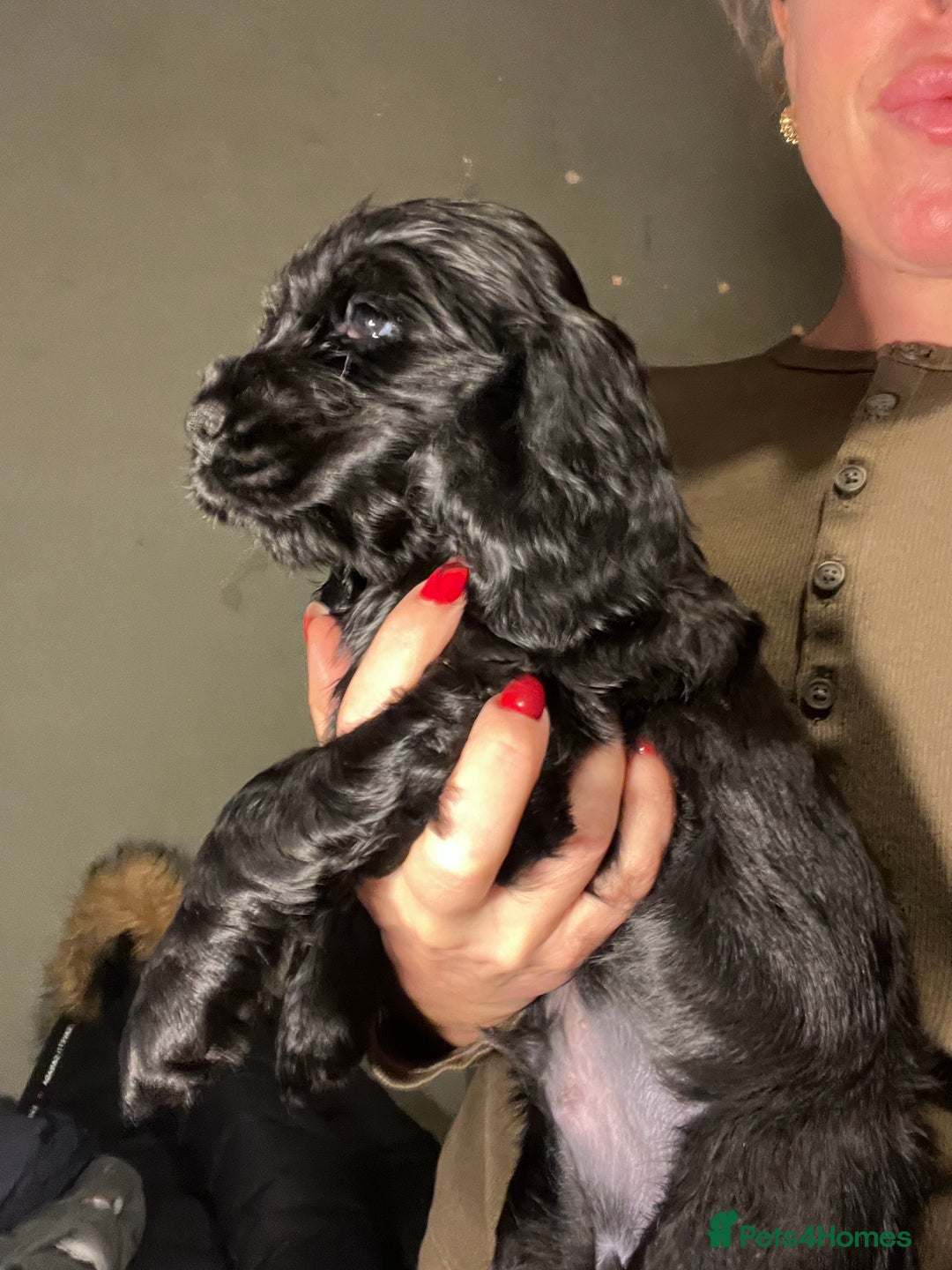 Cocker Spaniel dogs for sale: FAMILY RAISED SHOW TYPE COCKER SPANIEL PUPPIES - Advert 5