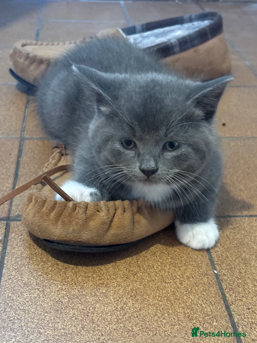 Ragdoll cats for sale: Ragdoll x British shorthair kittens - Advert 2