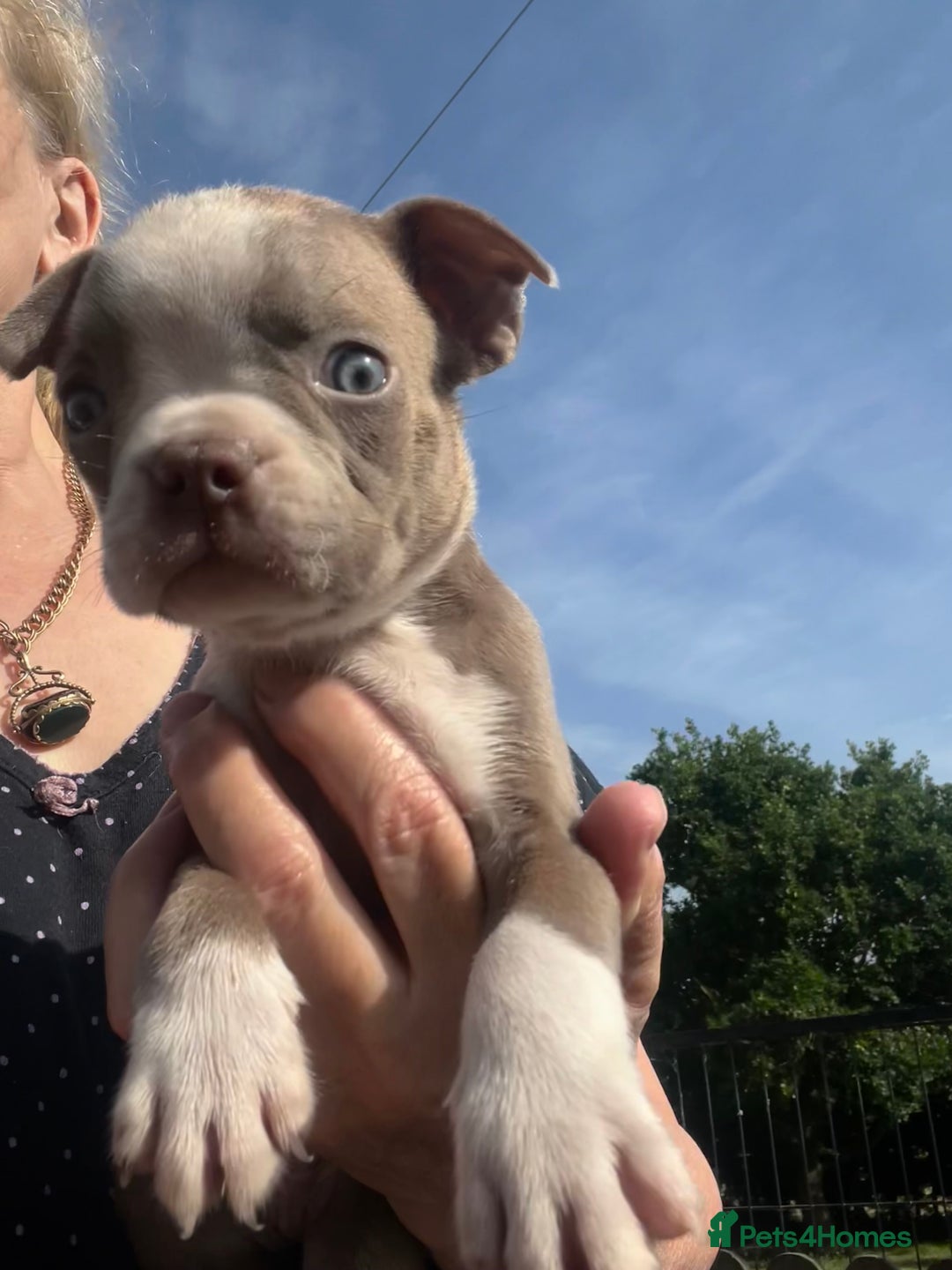 Boston Terrier dogs for sale: KC stunning chunky Boston Terriers - Image 33