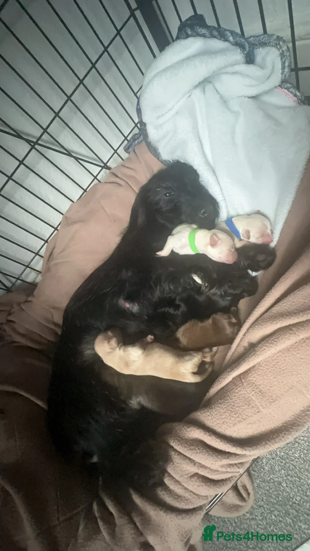 Mixed Breed dogs for sale: Puppies - Advert 2