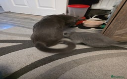 British Shorthair cats for sale: BSH cross 2 male 2 female ready now - Image 4