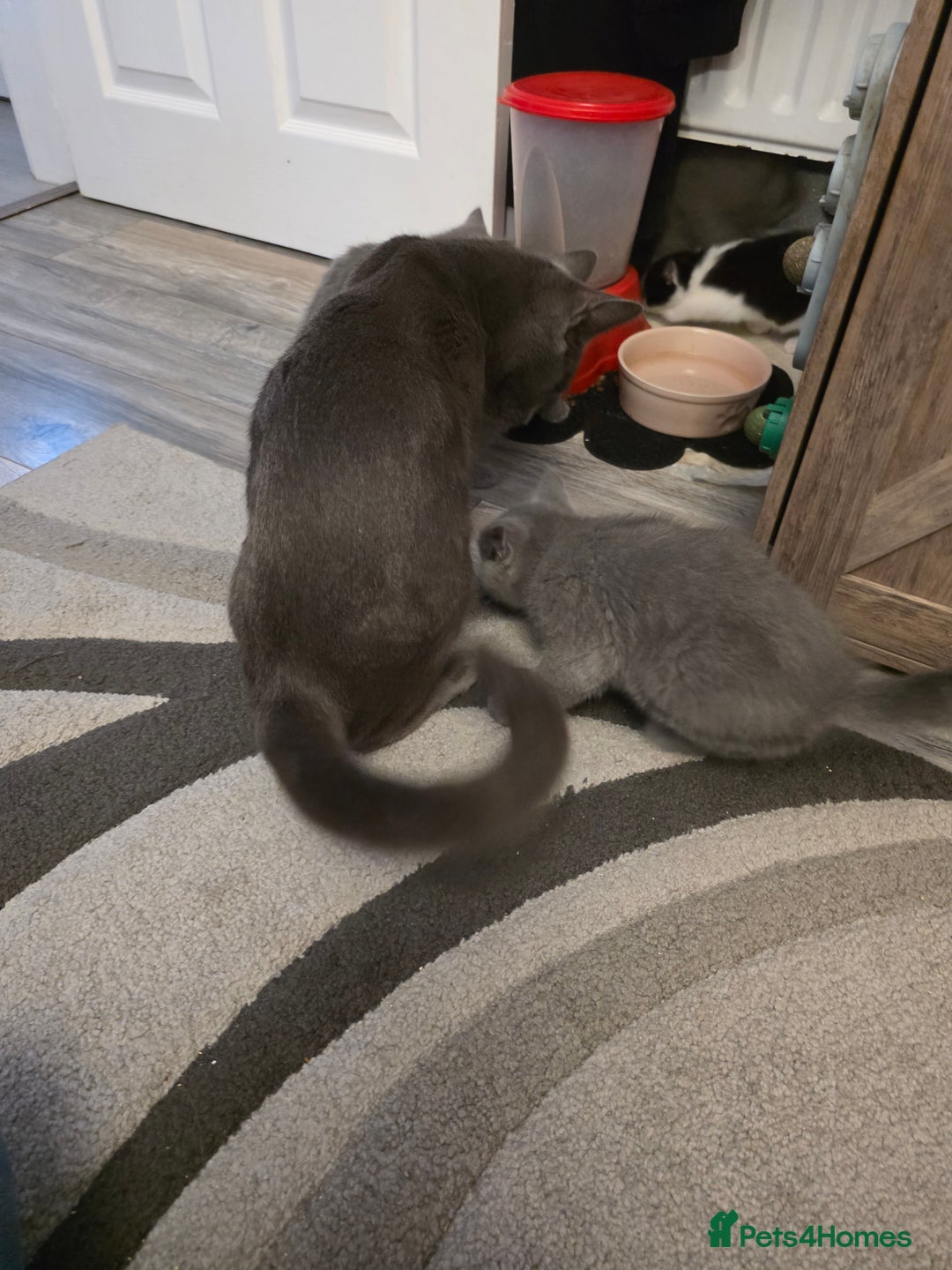British Shorthair cats for sale: BSH cross 2 male 2 female ready now - Image 4